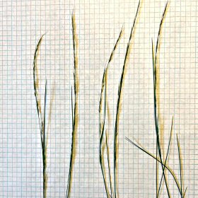 Mountain Muhly Close View Shows Spikelets