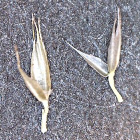 Mountain Muhly Seedhead