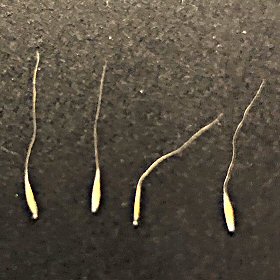 Spikelets