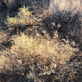 Field view of Muhlenbergia porteri or Bush Muhly