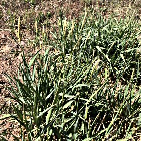Field view of Muhlenbergia racimosa or Marsh Muhly