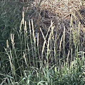 Closer View of Marsh Muhly Panicles