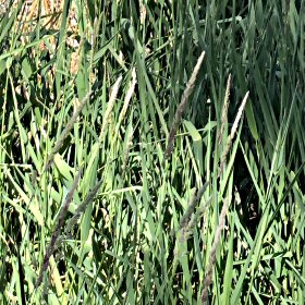 Spike-like Marsh Muhly Inflorescences