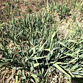 Mountain Muhly Wide Leaves