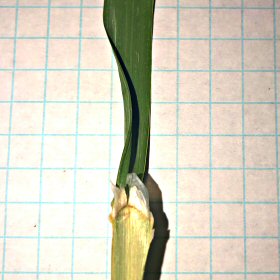 The Large Ligule