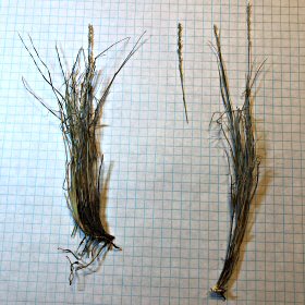 Roots of Mat Muhly