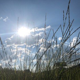 Field view of Muhlenbergia wrightii or Spike Muhly