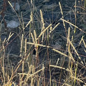 Closer View of Spike Muhly