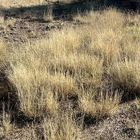 A Field of Dry Spike Muhly
