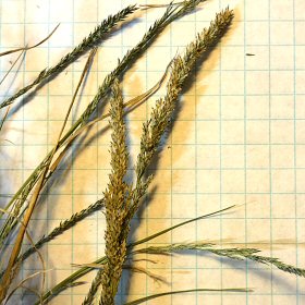 Close View of Seedheads