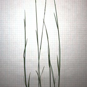 Typical Short Leaves