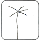 Branches At Stem Top