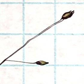 Closer View of Seedheads