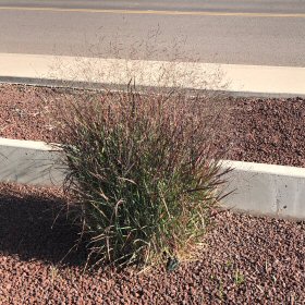Curbside view of Panicum virgatum or Switchgrass
