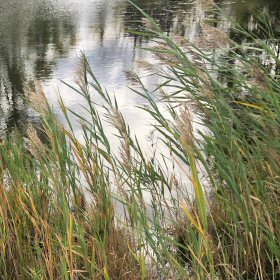 Field View of Common Reed Near a Pond</em>