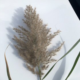 Opened Inflorescence