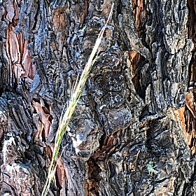 Close-up of Pringle's Speargrass Inflorescence