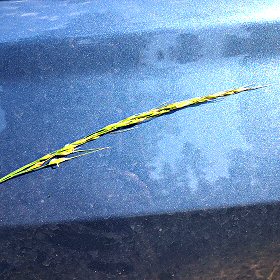 Spike-like Inflorescence