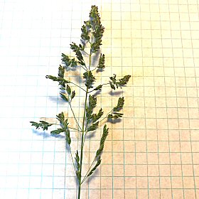 The Green Variety of Wheeler's Bluegrass