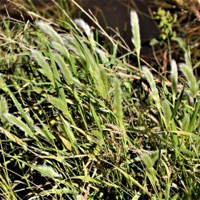 Field View Showing Leaves</em>