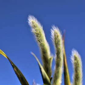 Close-up of Rabbitsfoot in the field.