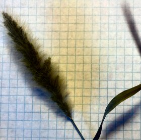 The Closed, Puffy Panicles of Rabbitsfoot