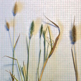 Older Rabbitsfoot Plant