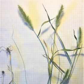 Closer View of the Spikelets