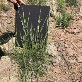 Another View of Little Bluestem