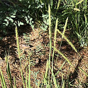 Closer View Shows Seeds