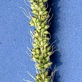 Setaria macrostachya