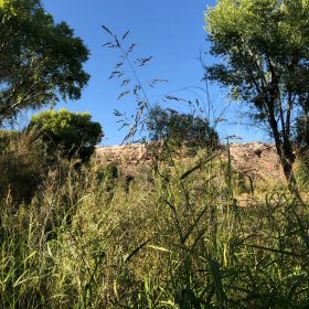 Field view of Sorghum halepense or Johnson Grass