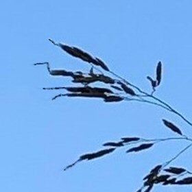 Close View of Spikelets