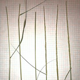 Spike Dropseed Spikes