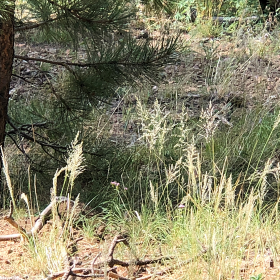 A wild patch of Bulbous Panicgrass