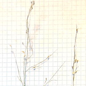 View of Typical Old Seedheads